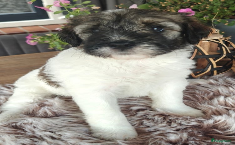 Tibetaanse Terriër honden - Advertentie 13