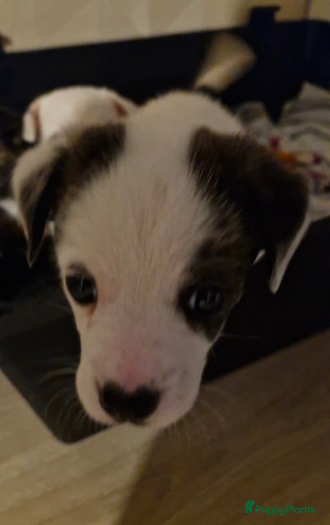 Kruising honden te koop: Jack-Chi Pups te koop - Advertentie 4