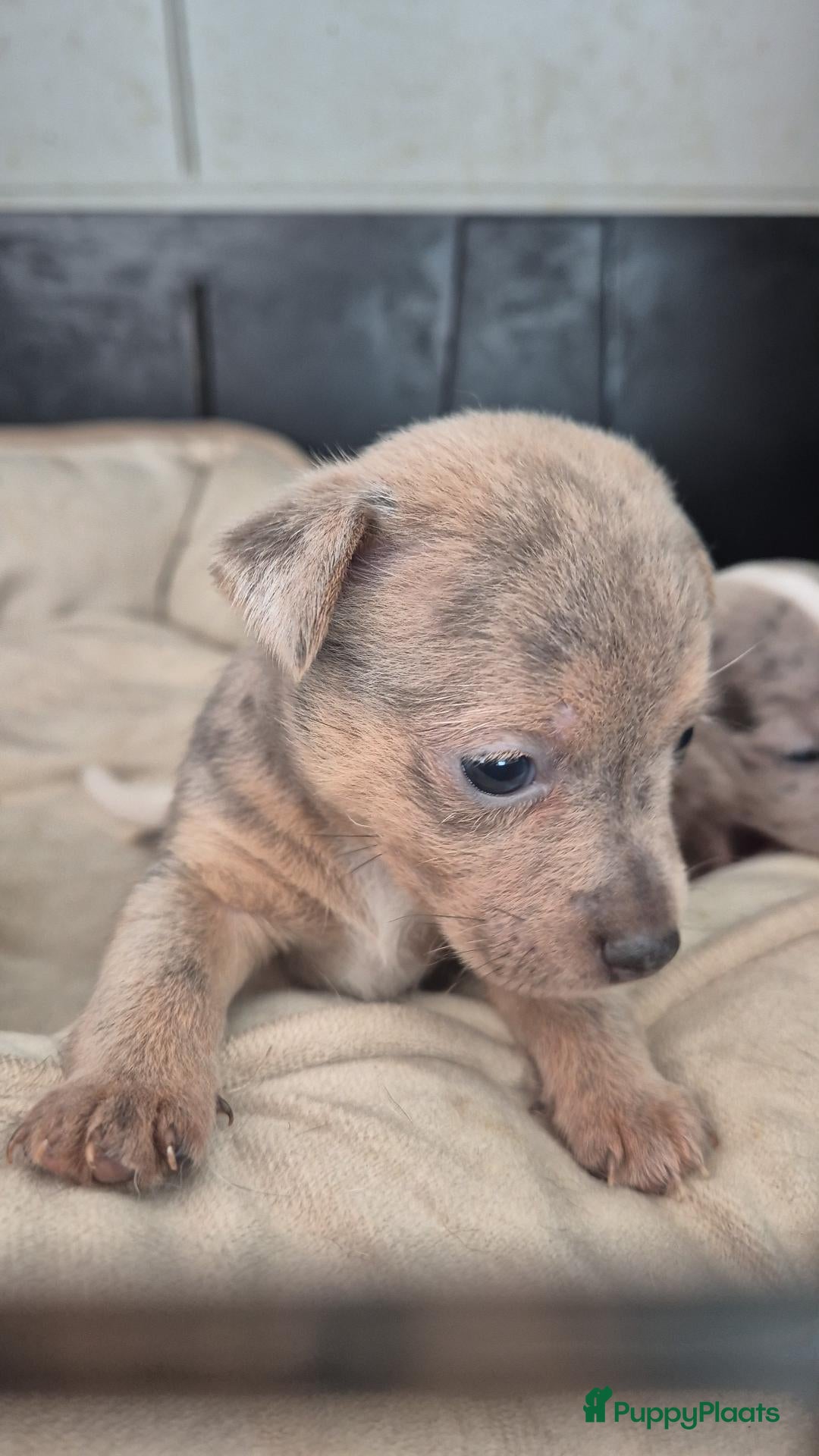 Jack Russel Terriër honden Nog 2 prachtige merle teefjes te koop - Advertentie 8