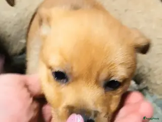 Kruising honden Uniek Jack-a-Ranian Pups: Jack Russell x Pomeriaan - Advertentie 1