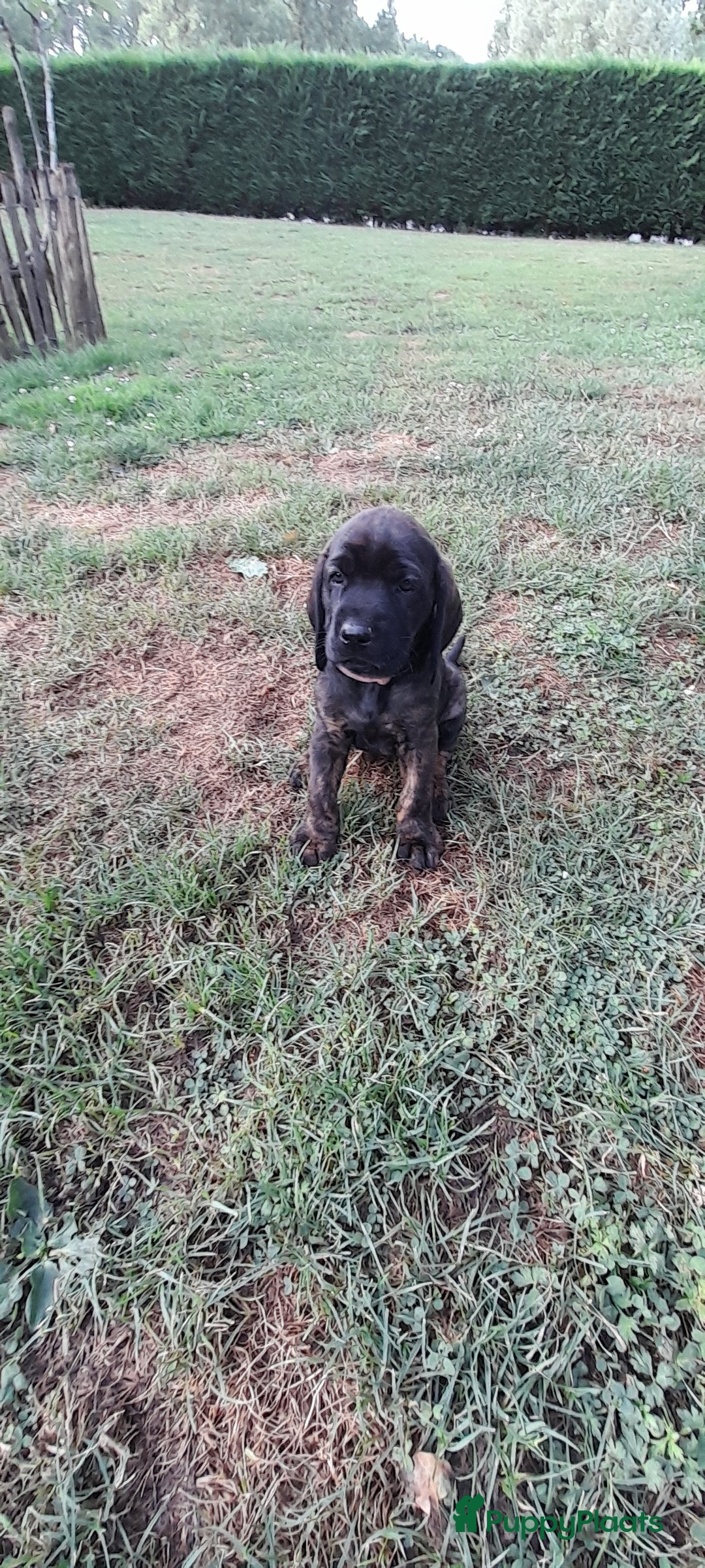 Labrador Retriever honden te koop: Knappe labrador x beierse bergzweethond mix - Afbeelding 19