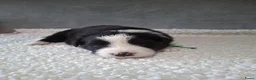 Border Collie honden te koop: Liefdevol gefokte Border Collie pups (FCI/LOSH) - Advertentie 5