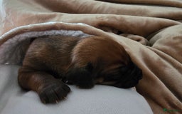 Rhodesian Ridgeback honden te koop: Rhodesian Ridgeback pups+stamboom 2reutjes 8weken  in Wierden - Afbeelding 20