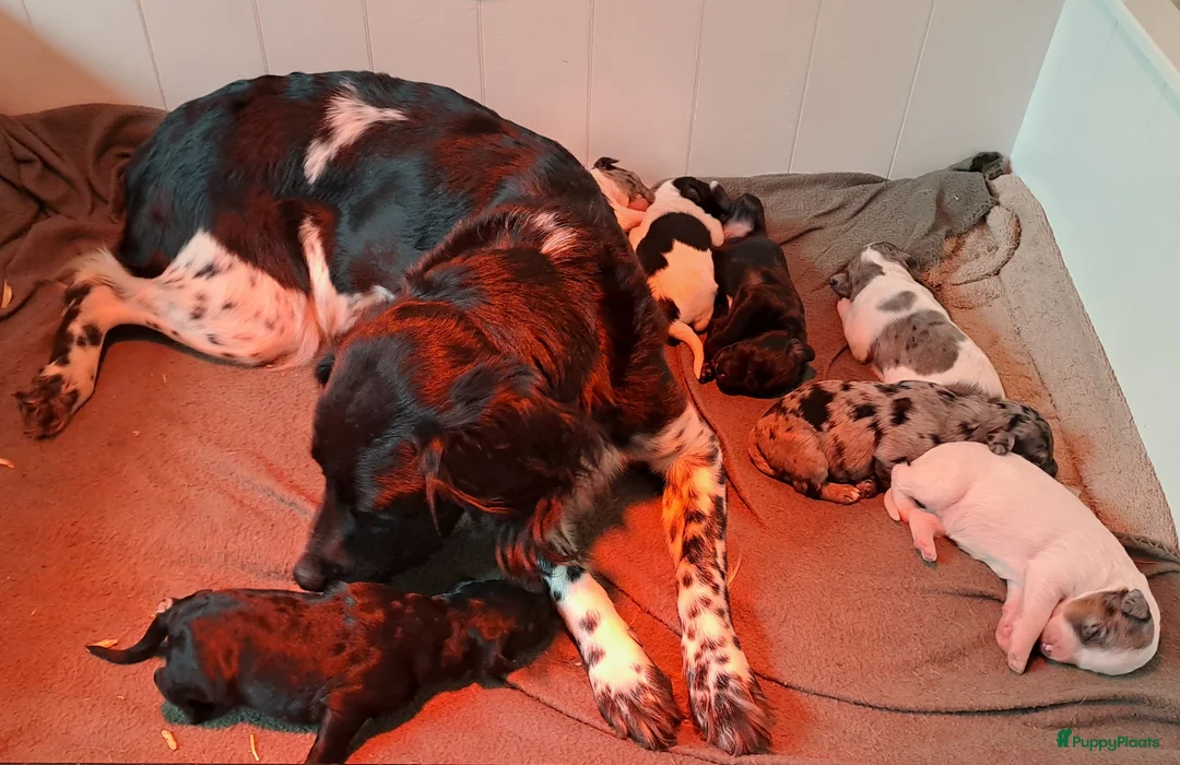 Kruising honden te koop: Pups Friese Stabij x Poedel blue merle - Advertentie 2