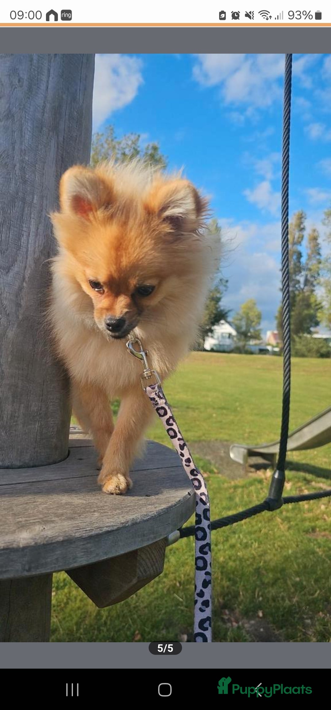 Pomeriaan honden te koop: Pomeriaan teefje  - Advertentie 5