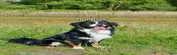 Miniature American Shepherd honden te koop: Mini American Shepherd pup teefje - Advertentie 4