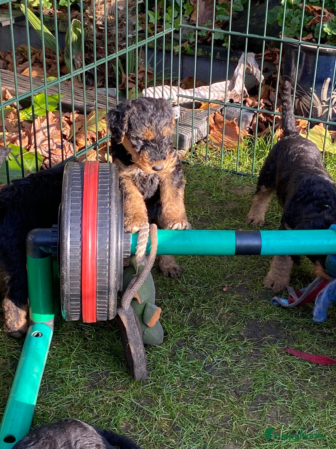 Airedale Terriër honden te koop: Airedale terriër pups  - Advertentie 24