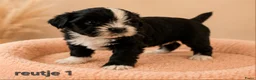 Boomer honden te koop: Super mooi gezonde boomer pups. Shi tzu X Maltezer - Advertentie 13