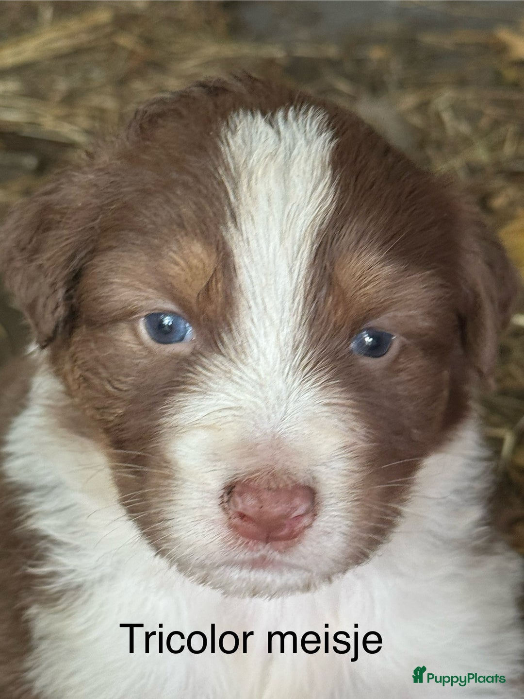 Australian Shepherd honden te koop: Raszuivere Australian Shepherd  - Afbeelding 10