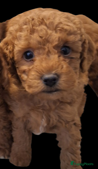 Kruising honden 3 rode kleine dwergpoedeltjes - Advertentie 1