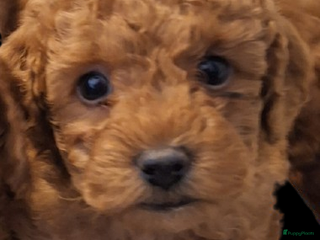 Kruising honden 3 rode kleine dwergpoedeltjes - Advertentie 1