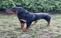 Rottweiler honden te koop: Rottweiler puppy met stamboom in IJsselmuiden - Afbeelding 14