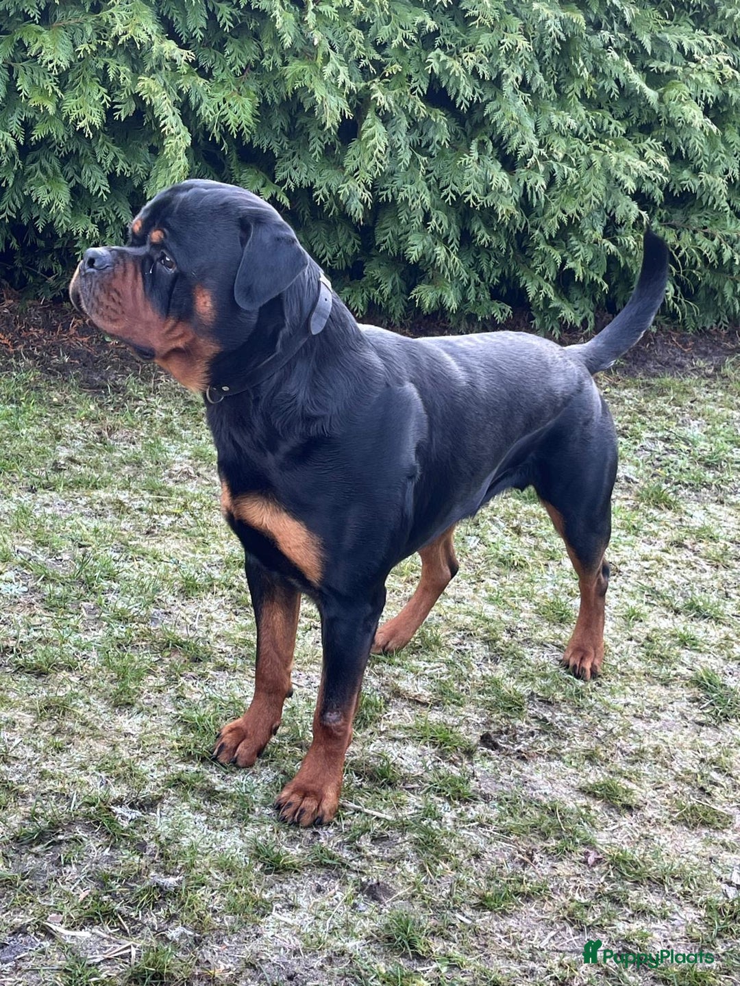Rottweiler honden te koop: Rottweiler puppy met stamboom in IJsselmuiden - Afbeelding 14