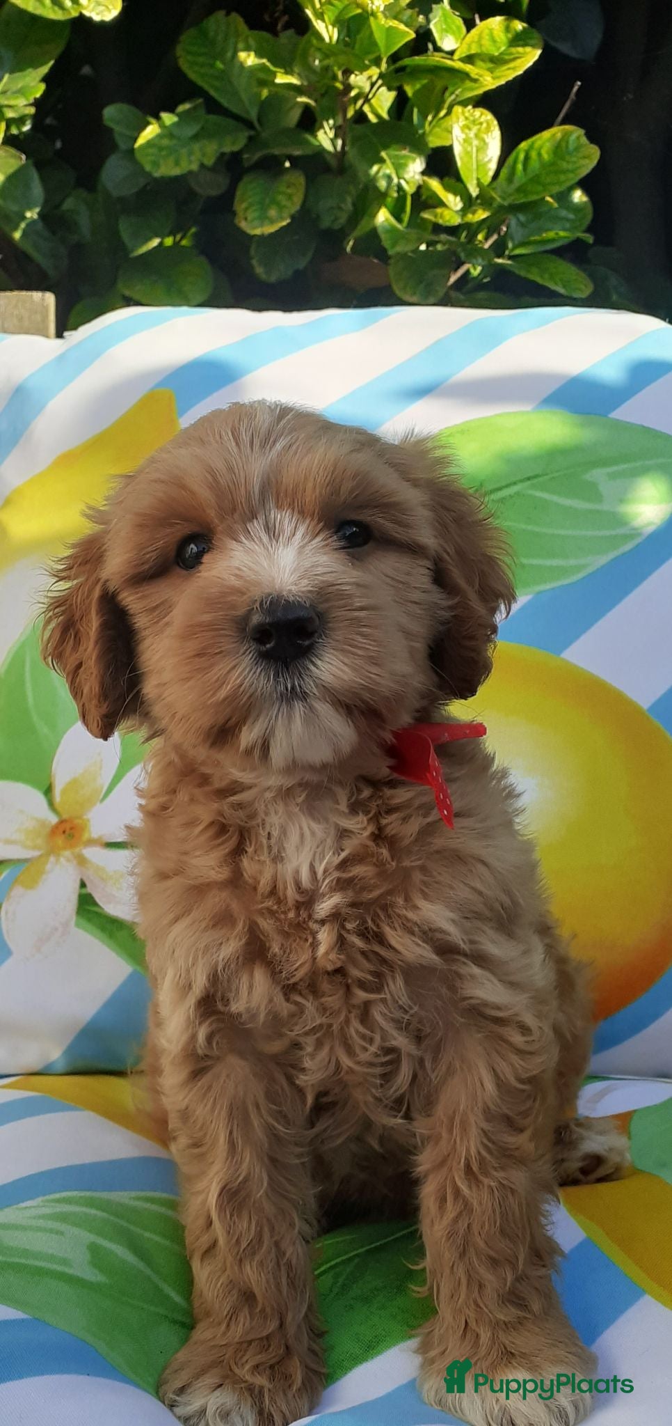 Australian Labradoodle honden Australian Labradoodle pups WALA stamboom  - Advertentie 1