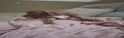 Kruising honden te koop: 5 puppers Red Nose Pitbull/American Bully - Advertentie 9