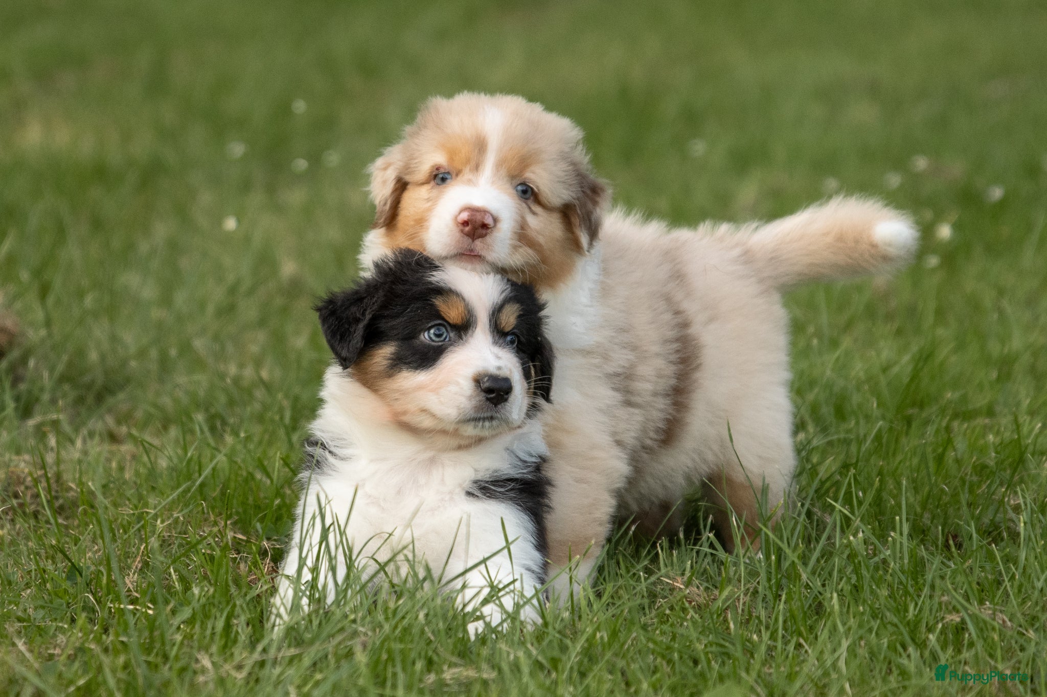Australian Shepherd honden VERWACHT Australian Shepherd pupjes - Advertentie 1