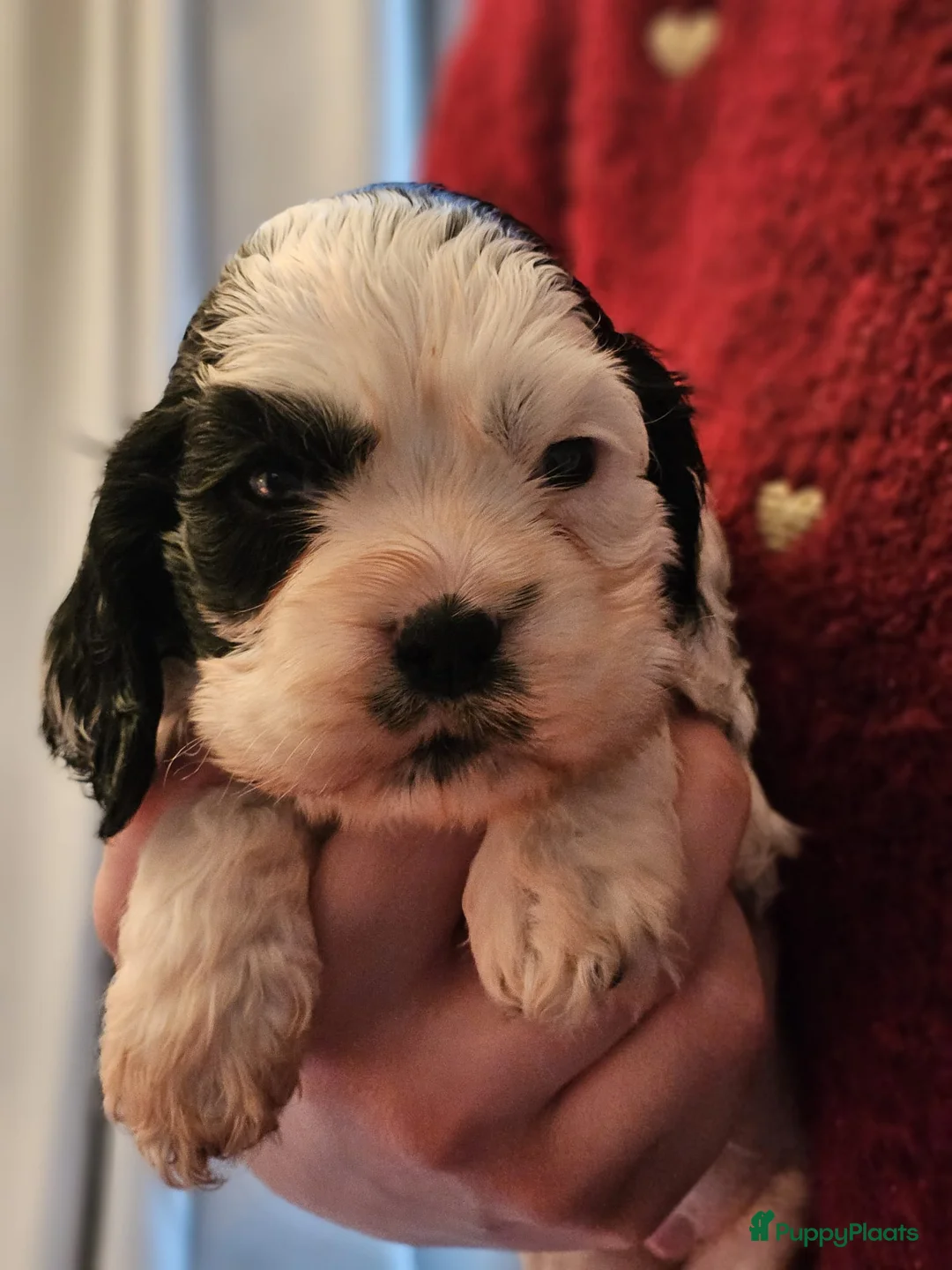 Amerikaanse Cocker Spaniel honden te koop: Amerikaanse Cocker Spaniel Pups - Advertentie 3