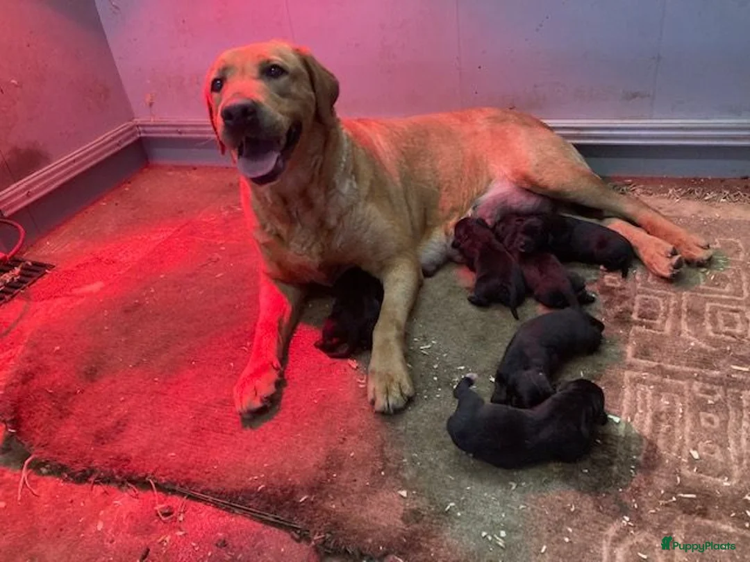Kruising honden te koop: Boulab pups - Advertentie 1