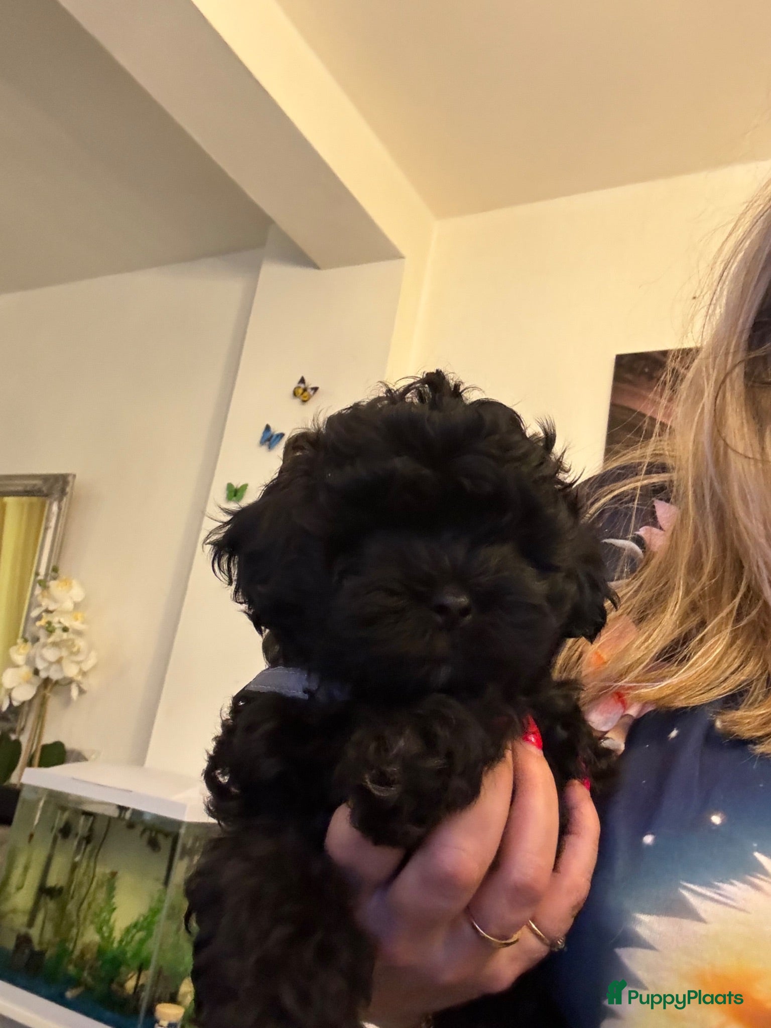 Shihpoo honden Nog twee puppy’s beschikbaar  - Advertentie 1