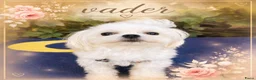 Maltezer honden te koop: Prachtig Maltezer teefje zoekt haar gouden mandje - Advertentie 3