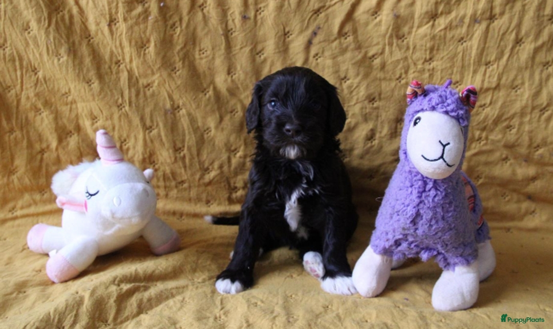 Barbet honden te koop: Barbet pups - Advertentie 15