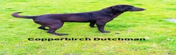 Labrador Retriever honden te koop: Labrador Retriever pups  - Advertentie 13