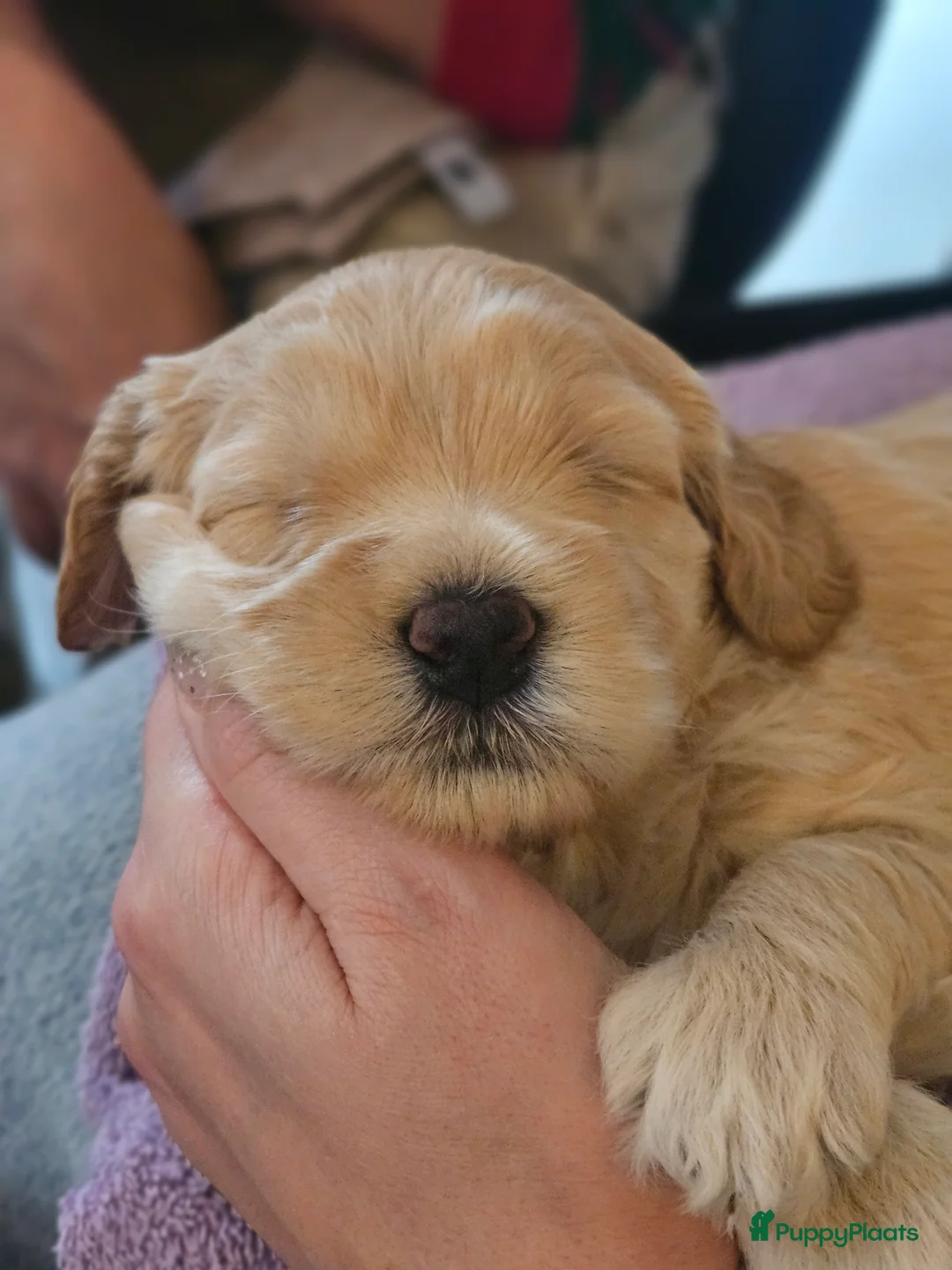 Labradoodle honden te koop: Prachtige labradoodle pups te koop  - Advertentie 9