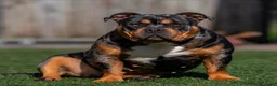 Amerikaanse Bully honden te koop: American Bully pocket pups verwacht geteste ouders - Advertentie 2