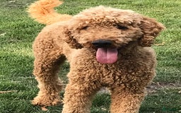 Goldendoodle honden te koop: F1 Goldendoodle pups - Afbeelding 23