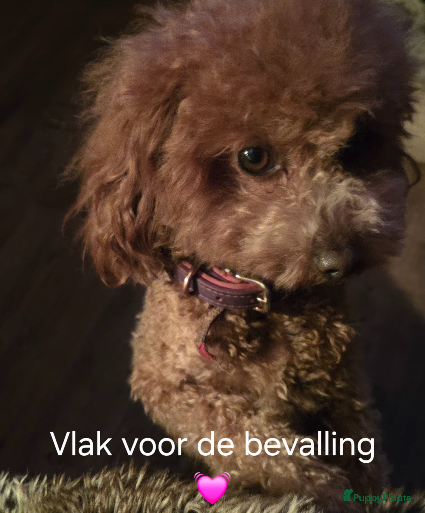 Poedel Toy honden te koop: Hoera...een vijfling geboren❣️ - Advertentie 1