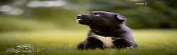 Kruising honden te koop: Huskador pupjes (labrador x Husky) - Advertentie 14