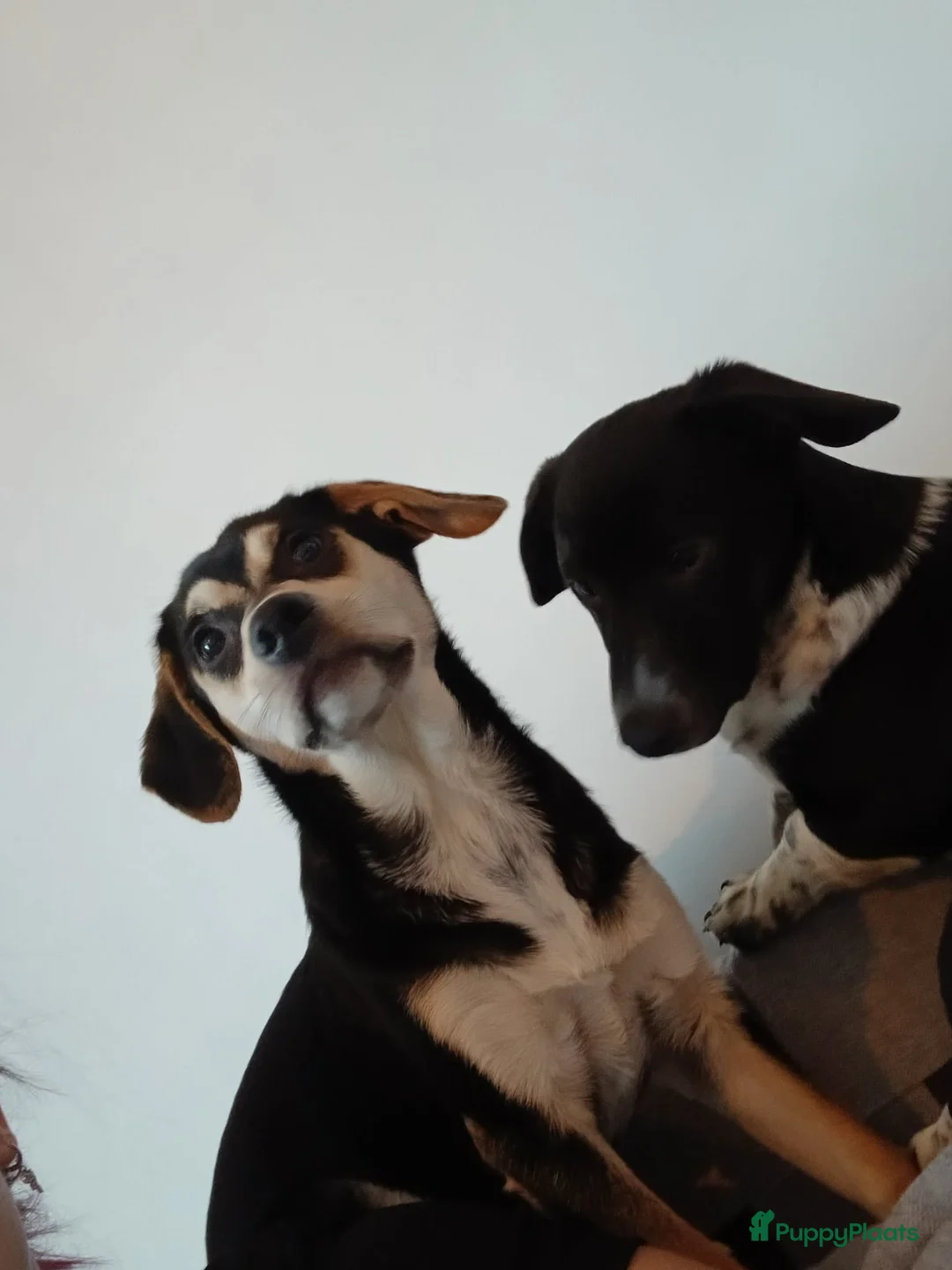 Kruising honden ter adoptie: Kruising in Hulst - Advertentie 2