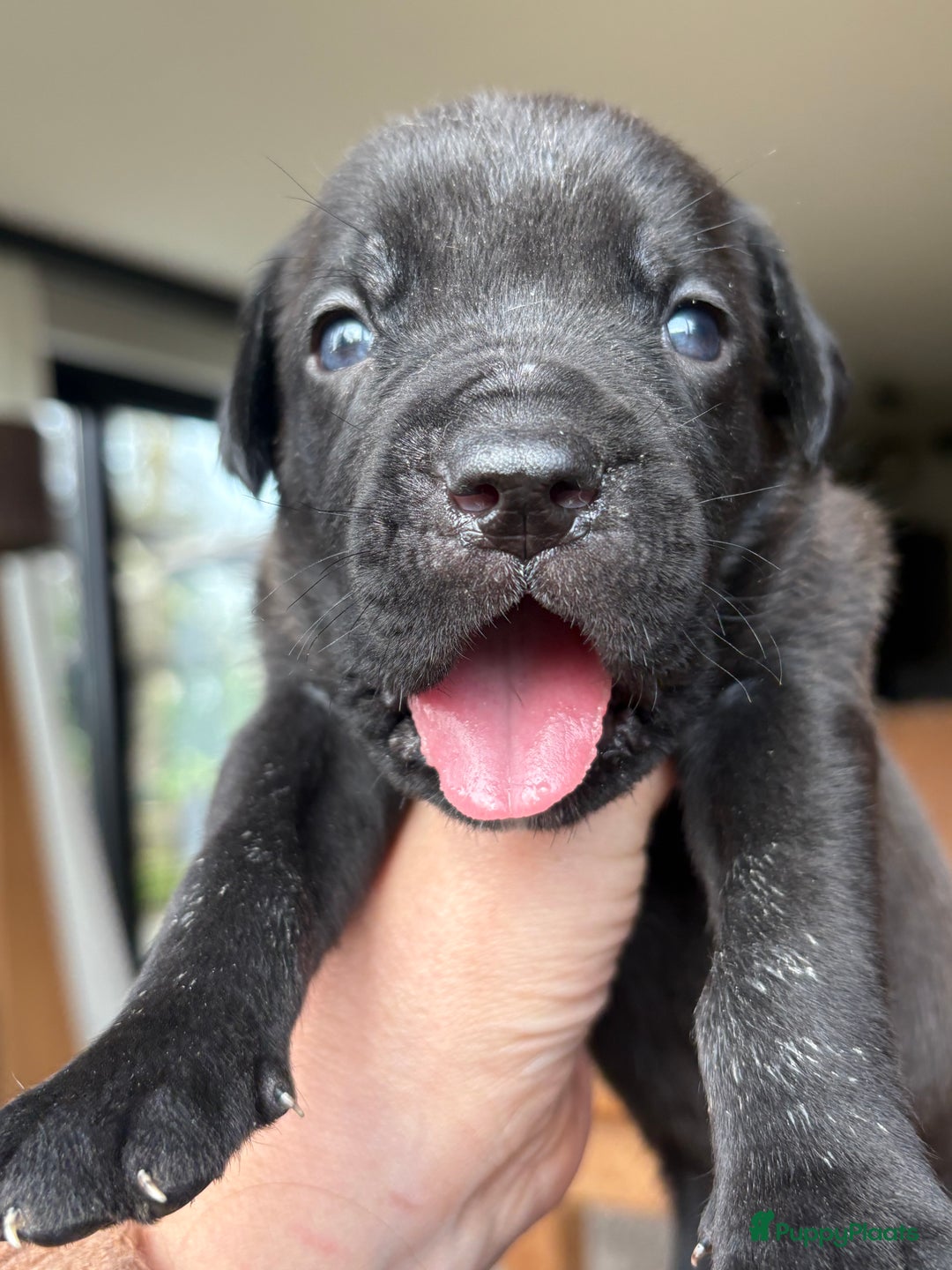 Cane Corso honden te koop: Cane corso pups - Advertentie 7