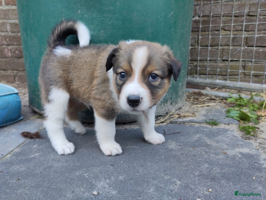 Australian Shepherd honden te koop: Australian Shepherd x Bordercollie pups in Linde - Afbeelding 19