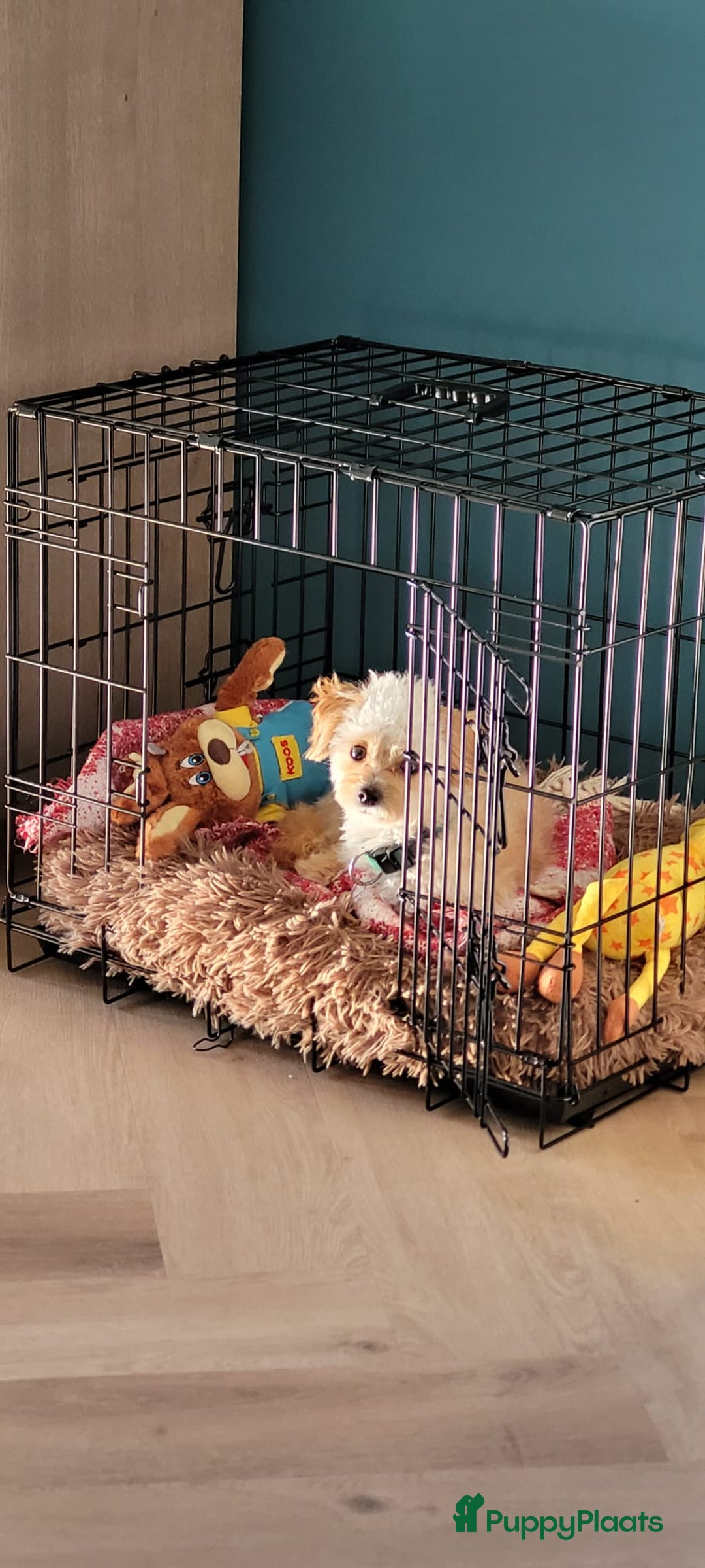 Maltipoo honden ter dekking: Toypoedel/Maltipoo dekreu, grote knuffelkont🥰 - Advertentie 10