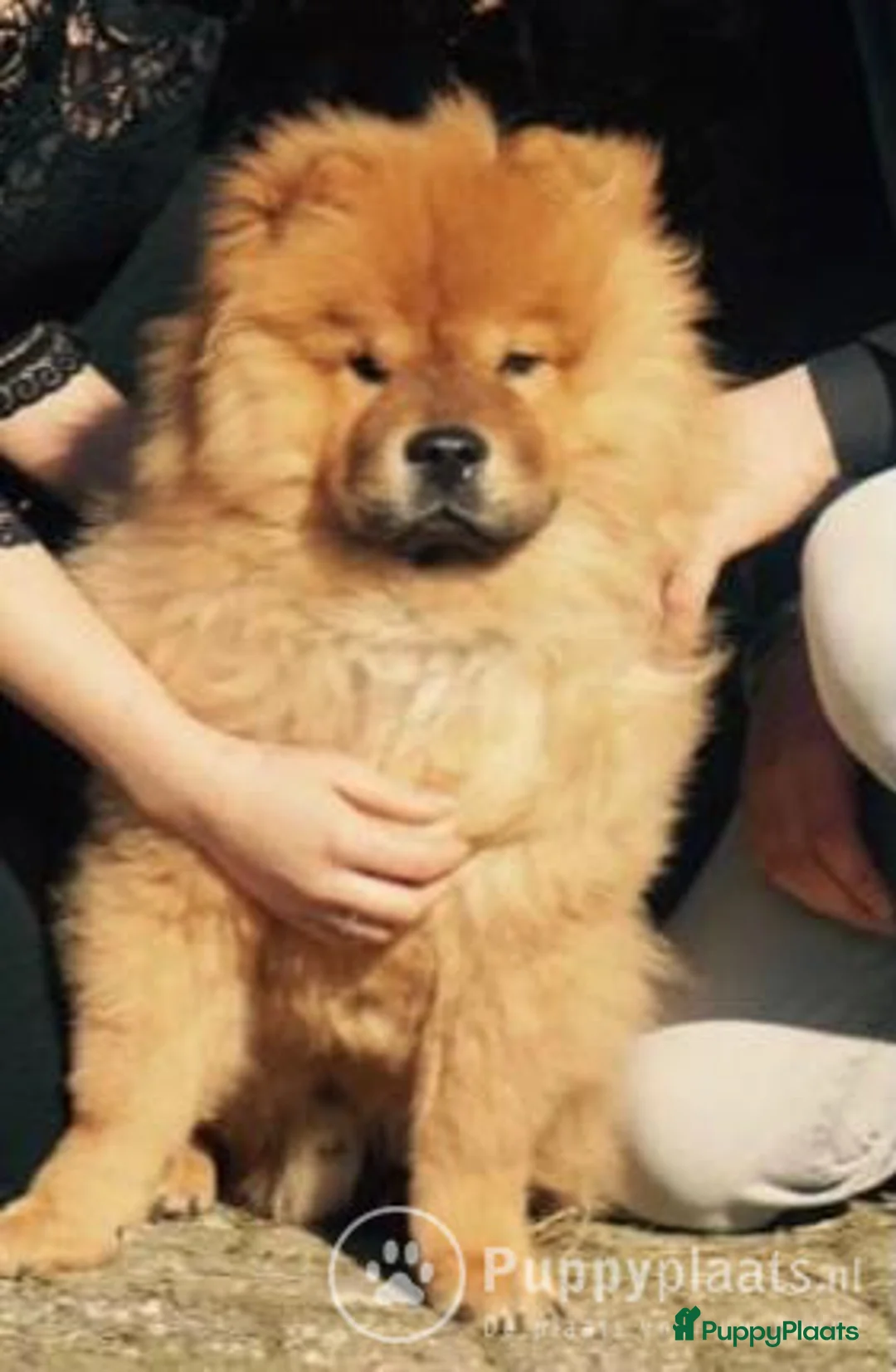 Chow Chow honden ter dekking: Dek reu chowchow opgegroeid in gezinssituatie in Schijndel - Advertentie 7