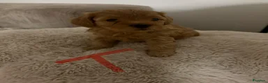 Maltipoo 4