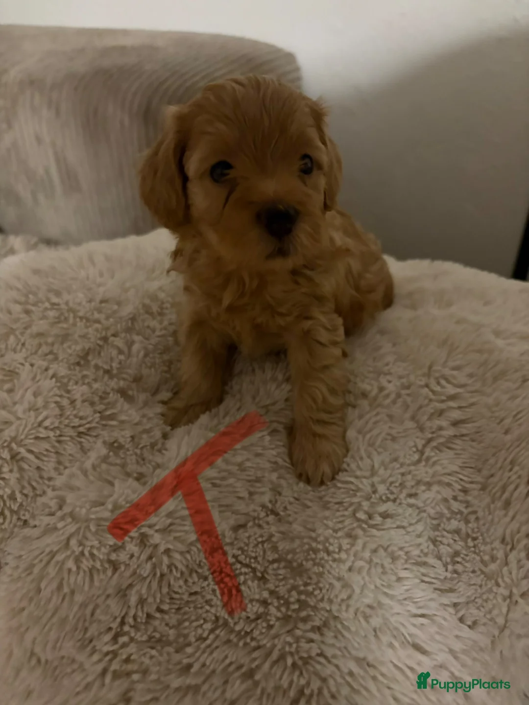 Maltipoo honden te koop: Maltipoo puppys - Advertentie 2