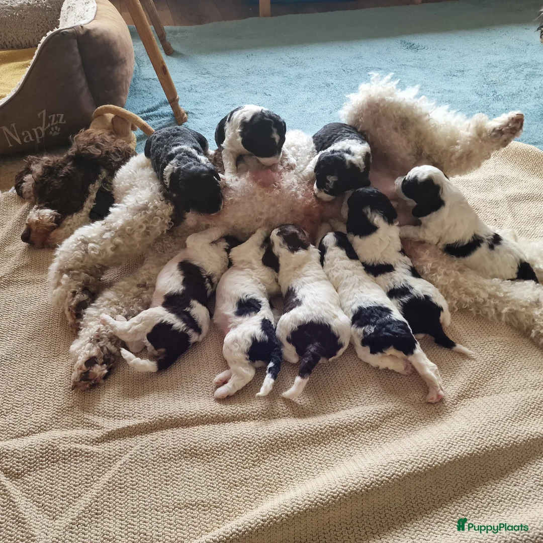 Poedel honden te koop: Middenslag Harlekijn Poedelpups! - Advertentie 7