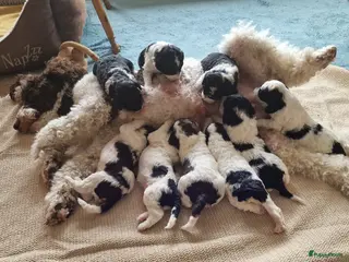 Poedel honden Middenslag Harlekijn Poedelpups! - Advertentie 5