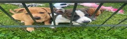 Jack Russel Terriër honden te koop: Nog 2 mooie Jack Russel Pups - Advertentie 2
