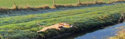 Weimarse Staande Hond korthaar honden te koop: Prachtige Weimaraner pups - Advertentie 9