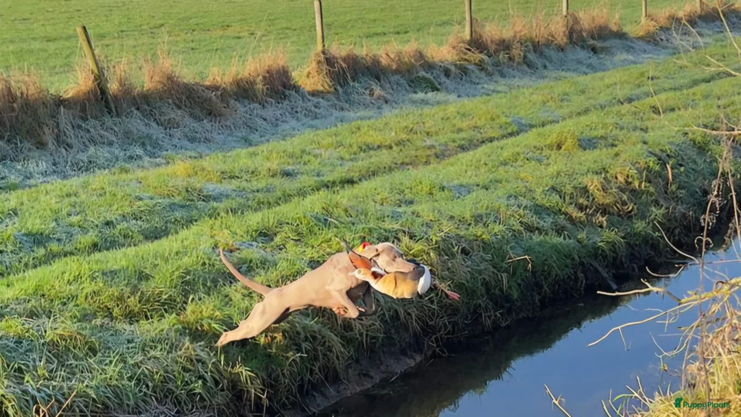 Weimarse Staande Hond korthaar honden te koop: Prachtige Weimaraner pups - Advertentie 9