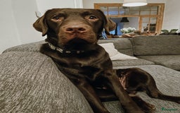 Labrador Retriever honden ter adoptie: Our Beloved Chocolate Lab Needs a New Home ❤️‍🩹🐶 - Afbeelding 9