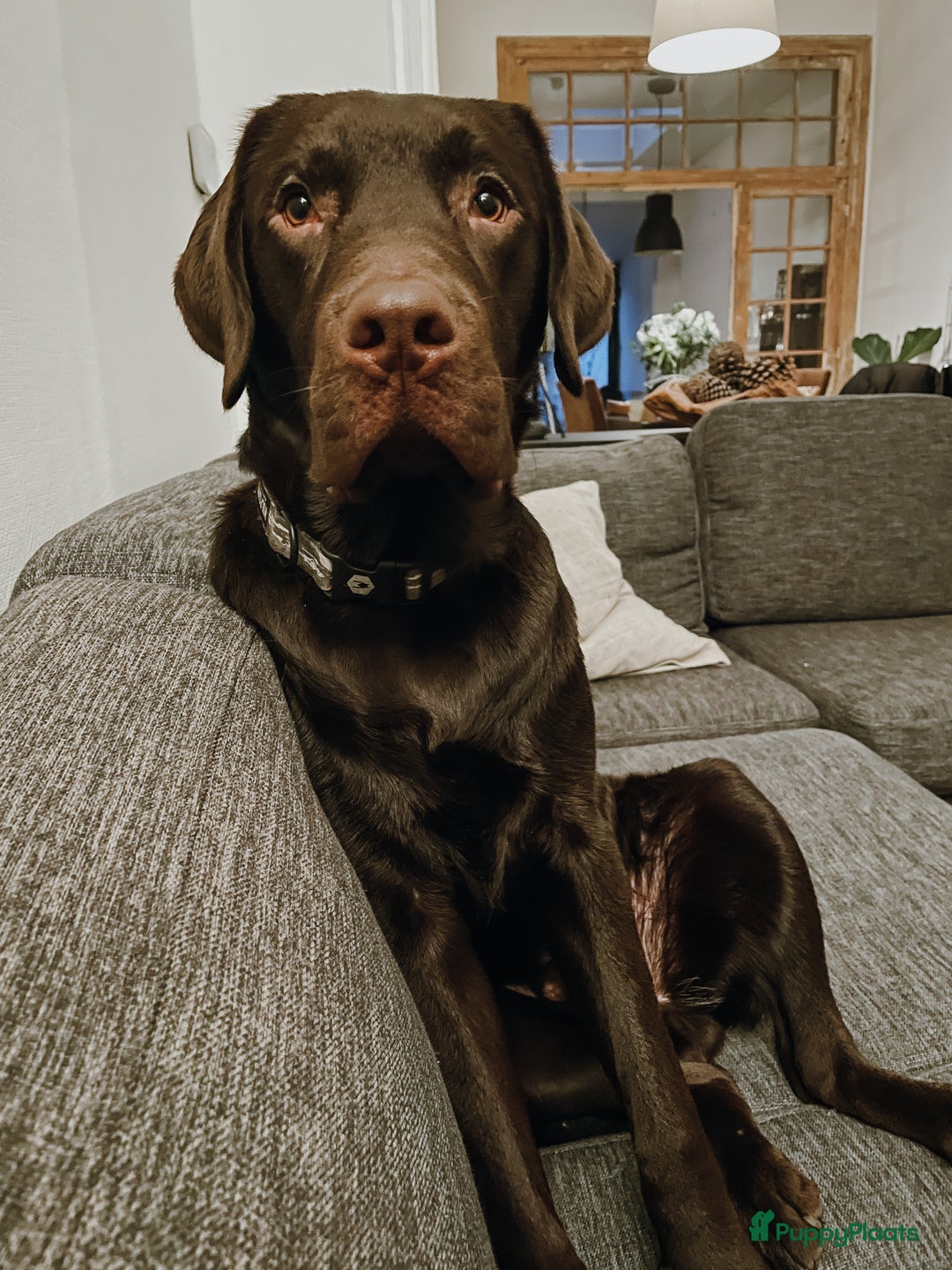 Labrador Retriever honden ter adoptie: Our Beloved Chocolate Lab Needs a New Home ❤️‍🩹🐶 - Afbeelding 9