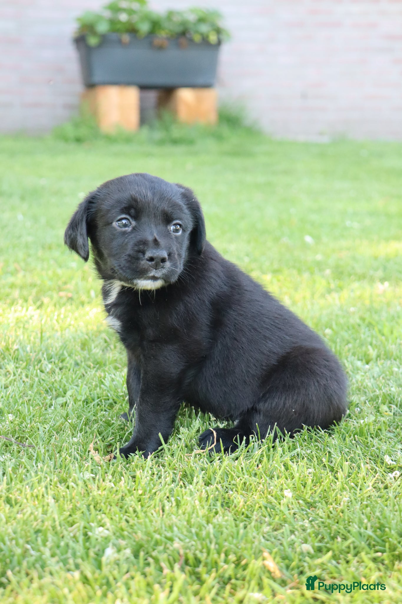 Kruising honden te koop: Prachtige labradorpups kruising  in Someren - Advertentie 4