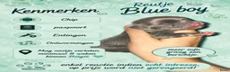 Chihuahua honden te koop: Mooie chihuahua pups - Advertentie 4