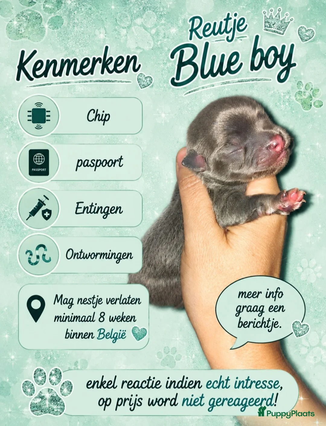 Chihuahua honden te koop: Mooie chihuahua pups - Advertentie 2