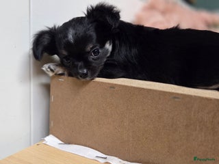 Chihuahua honden 2 Chiwawa pups mannelijk - Advertentie 16