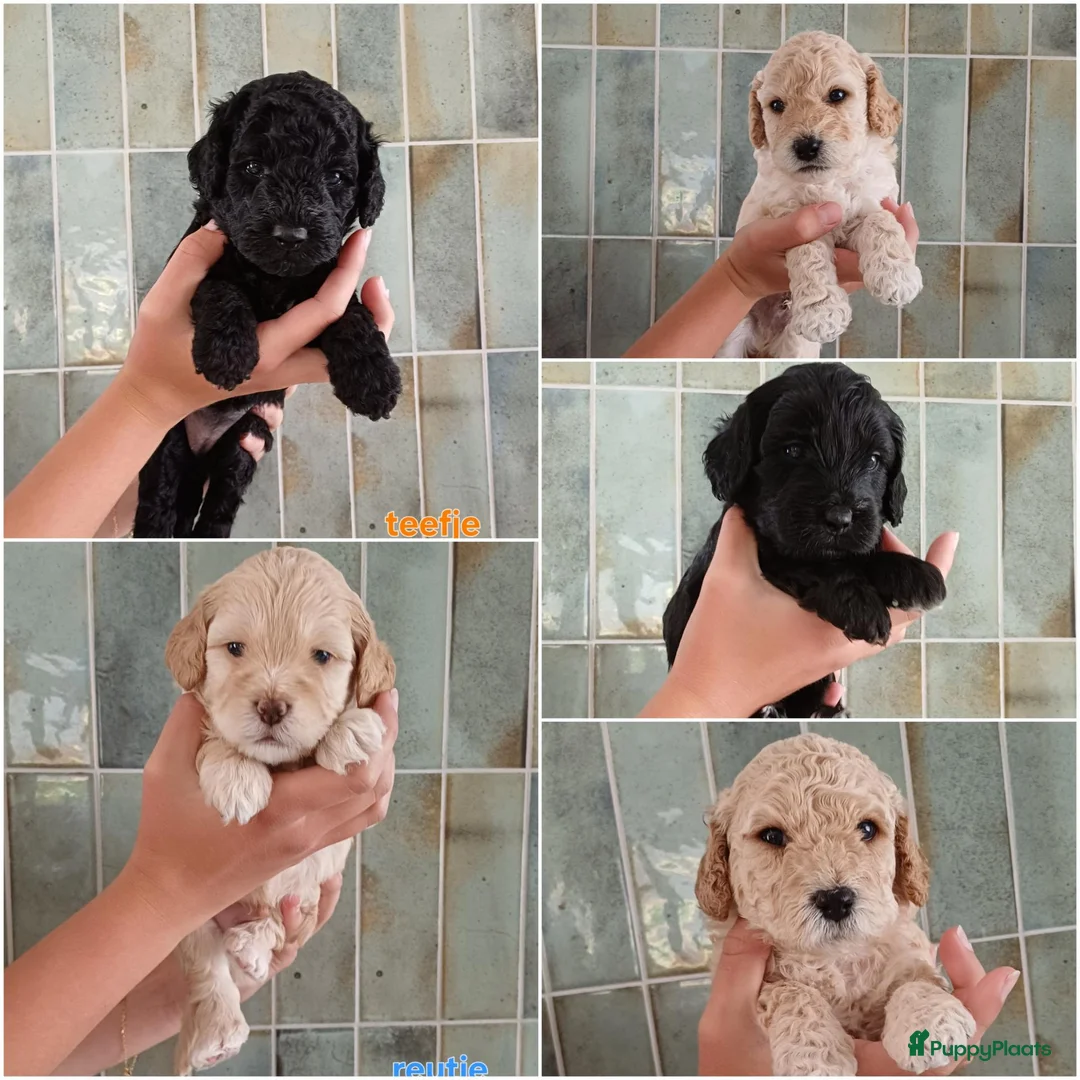 Kruising honden te koop: Onze lieve Tibe doodle pups zoeken gouden mandje - Advertentie 1